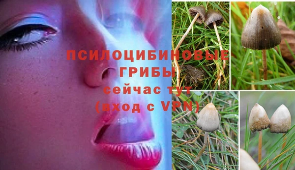 прущая мука Каменногорск